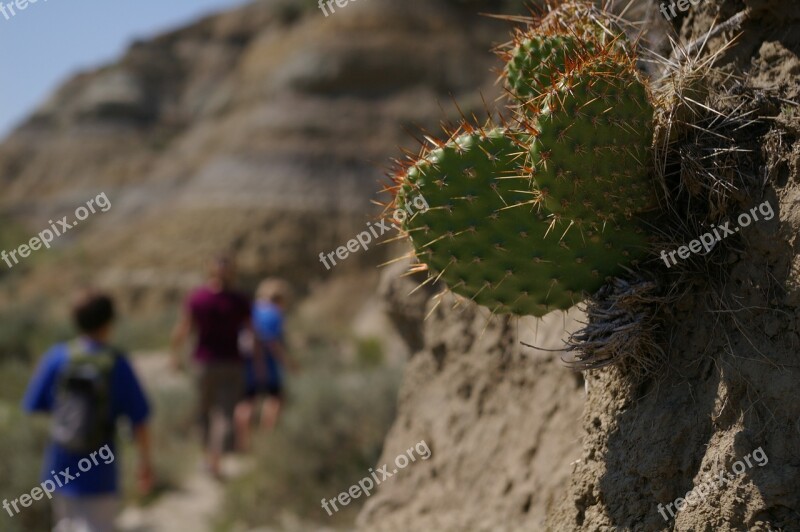 Hiking Prickly Pear Nature Cactus National Park