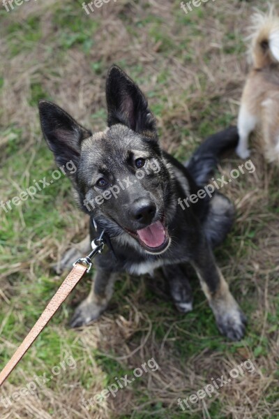 Dog Collie Husky Labrador Crossbreed