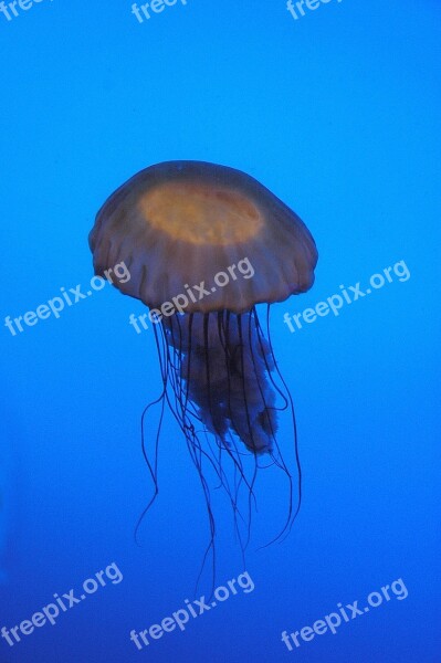 Jelly Fish Sting Aquatic Sea Jellyfish