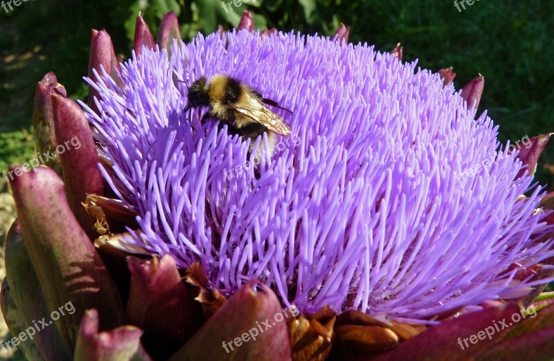 Flower Artichoke Insect Forage Bee