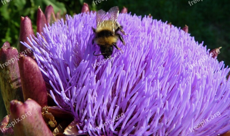 Flower Artichoke Insect Forage Nature