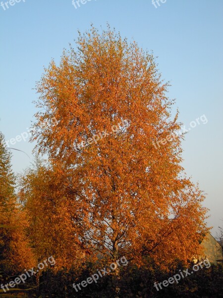 Autumn Tree Yellow Leaves Sky Birch