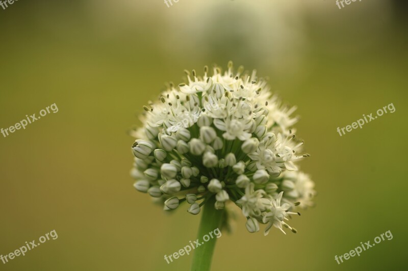 Anthers Onion Flowers Flower White Macro