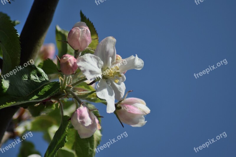 Apple Blossom May Spring Bloom Orchard