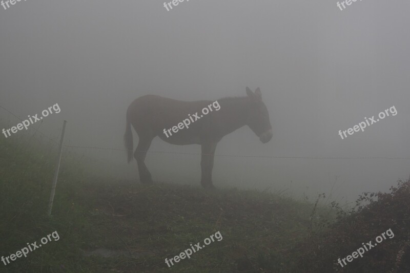 Donkey Fog Mist Animal Lonely