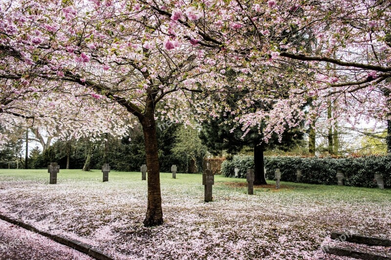 Sakura Sky Tree Blossom Cherry