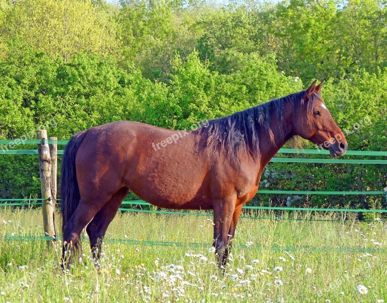 Horse Arabian Warmblood Nature Horses Equine