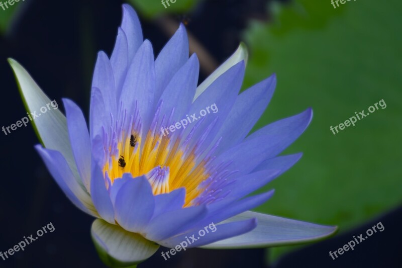 Nymphaea Stellata Water Lilly Blue Water Lilly Aquatic Botanical