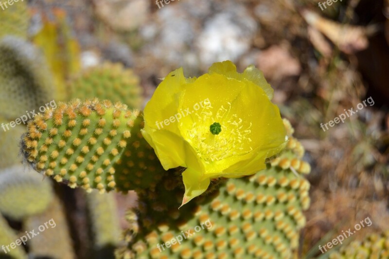 Cactus Flower Cactus Flowers Garden Free Photos