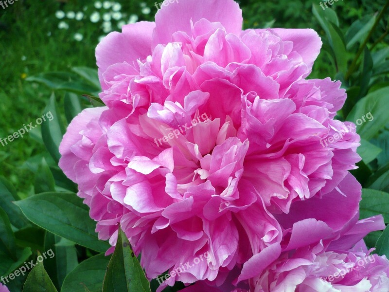 Flower Rose Peony Garden Fragrance