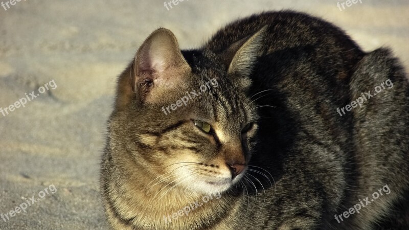 Cat Stray Beach Animal Cute