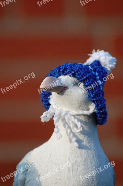 Seagull Cap Cheeky Funny Cold