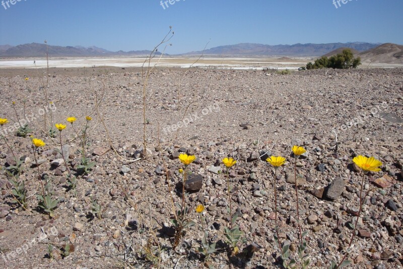 Desert Flowers Desert Flowers Yellow Desolate