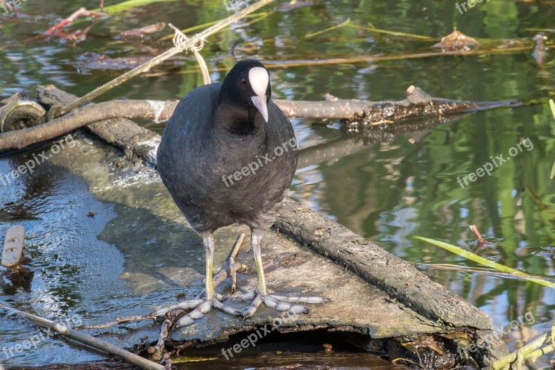 Coot Pond Nature Lake Reed