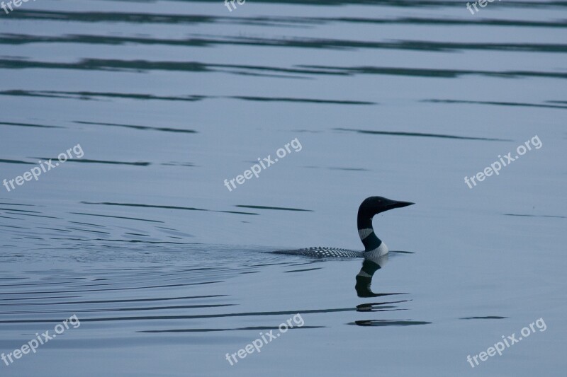 Loon Bird Water Diver Common