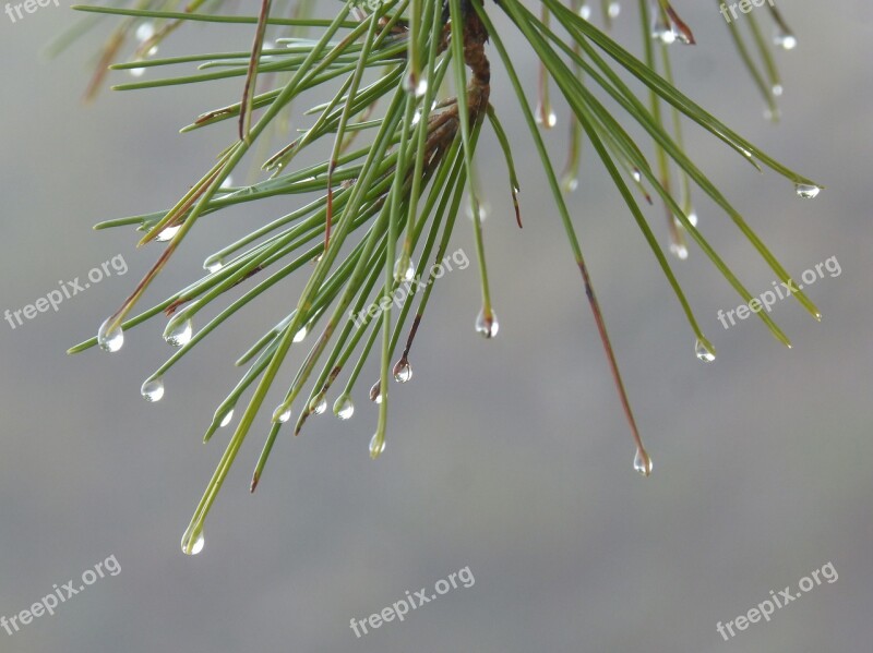 Leaves Rocio Drops Needles Pine