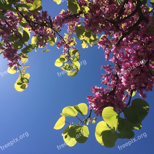 Flowers Spring Plant Branch Nature