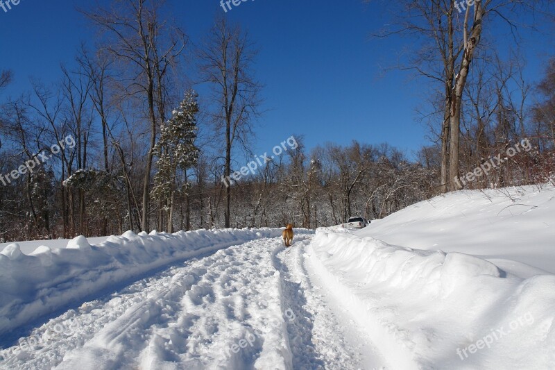 Winter Wonderland Snow Tracks Dog Scene Free Photos