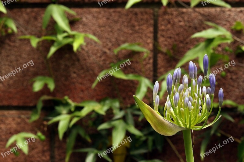 Agapanthus The Buds Blue Flower Plant Exotic