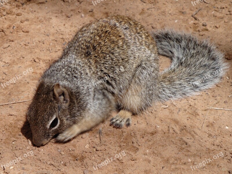 Squirrel Animal Ground Squirrel Nature Rodents