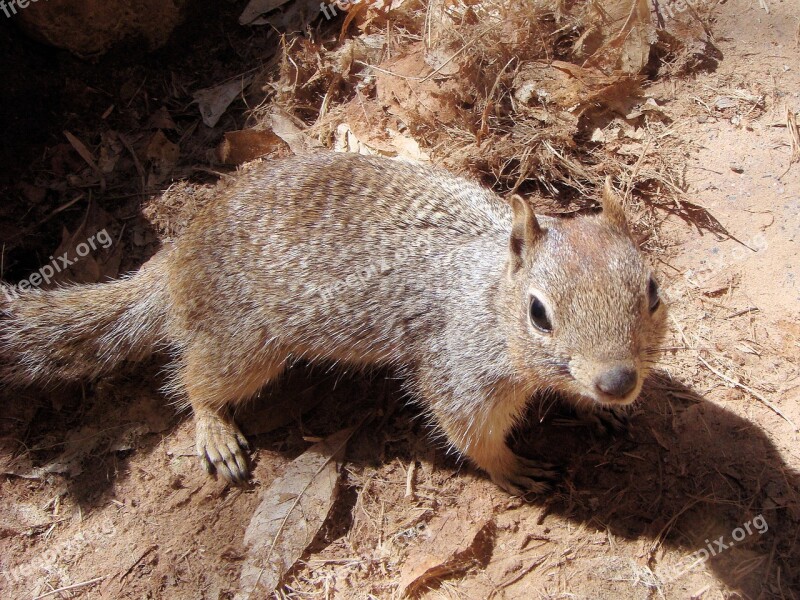 Squirrel Animal Ground Squirrel Nature Rodents