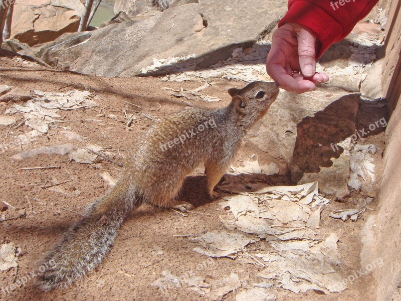 Squirrel Animal Ground Squirrel Nature Rodents