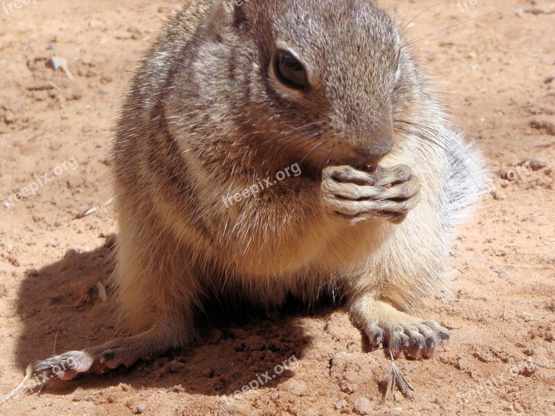 Squirrel Animal Ground Squirrel Nature Rodent