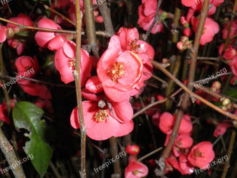 Blooming Branches Pink Flowers Blooming Bush Free Photos