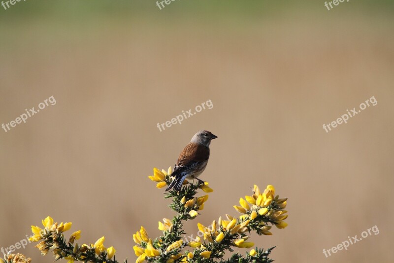 Linnet Bird Gorse Fauna Perching