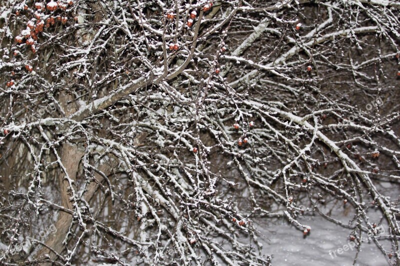 Snow Cold Night Winter Winter Landscape