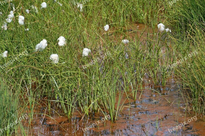 Cottongrass Moor Swamp Moist Plant