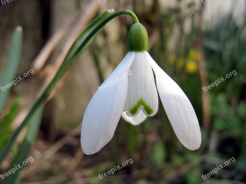 Galanthus Flower Spring Nature White