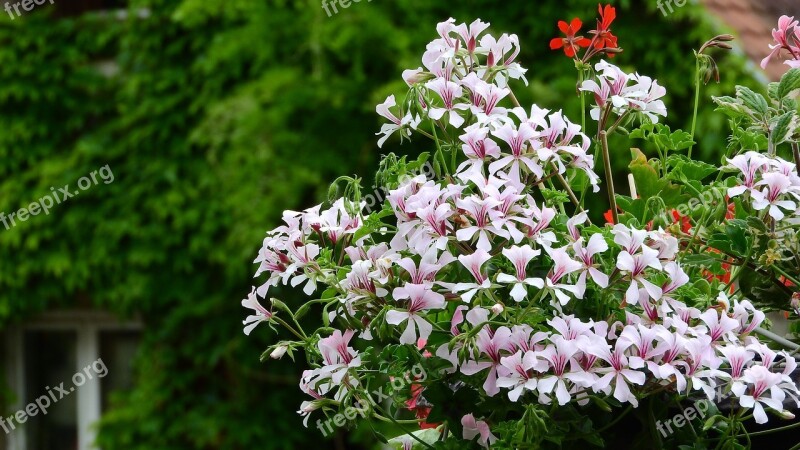 Geraniums Balcony Flowers Blooming Geraniums Free Photos