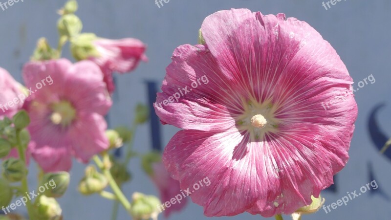 Flower Hollyhock Nature Free Photos