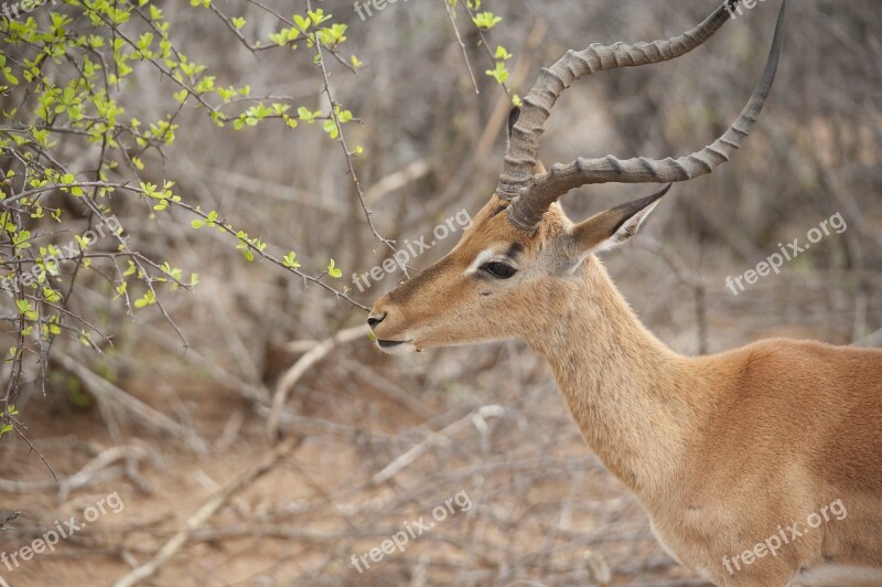 Impala Deer-like Kruger Free Photos