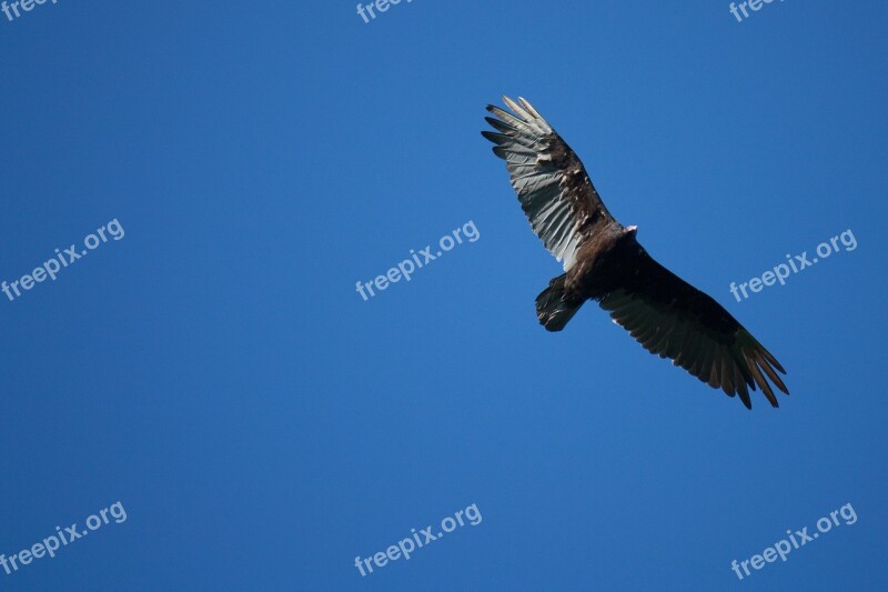 Bird Vulture Wild Nature Wildlife