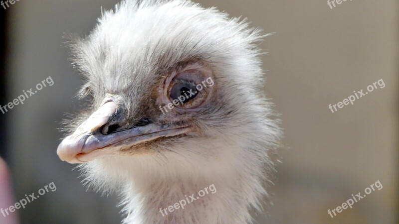 Ostrich Zoo Animals Free Photos