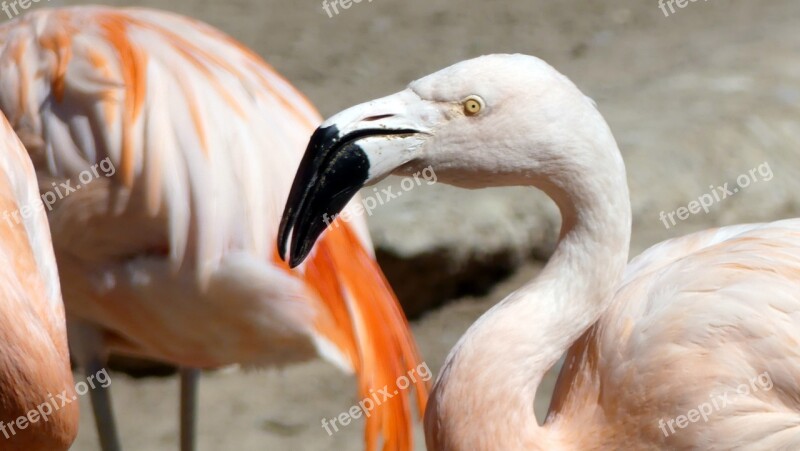 Flamingo Animals Zoo Pink Bird Free Photos