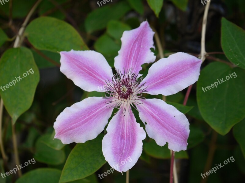 Clematis Violet Blossom Bloom Climber Plant