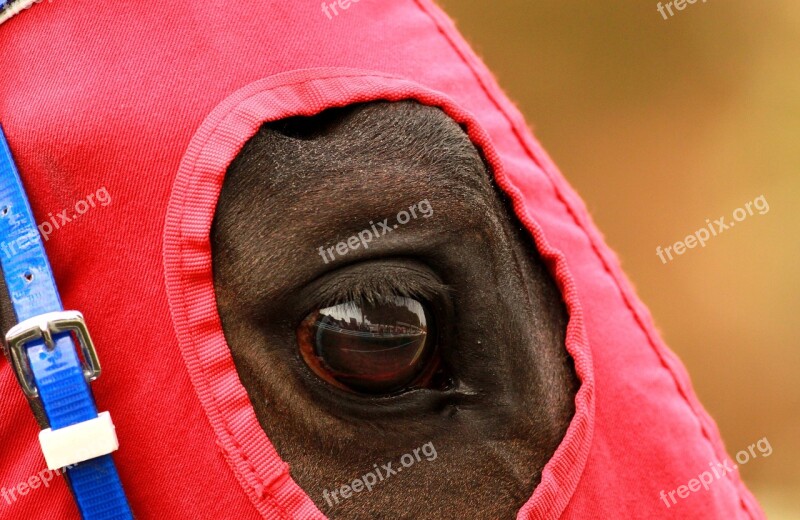 The Horses Are Race Horse Eyes Eye Free Photos