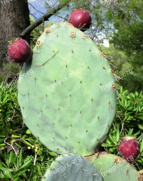 Cactus Prickly Green Nature Thorns