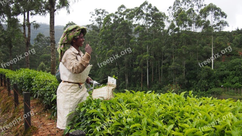 Tea Plantation India Munnar Tea Green