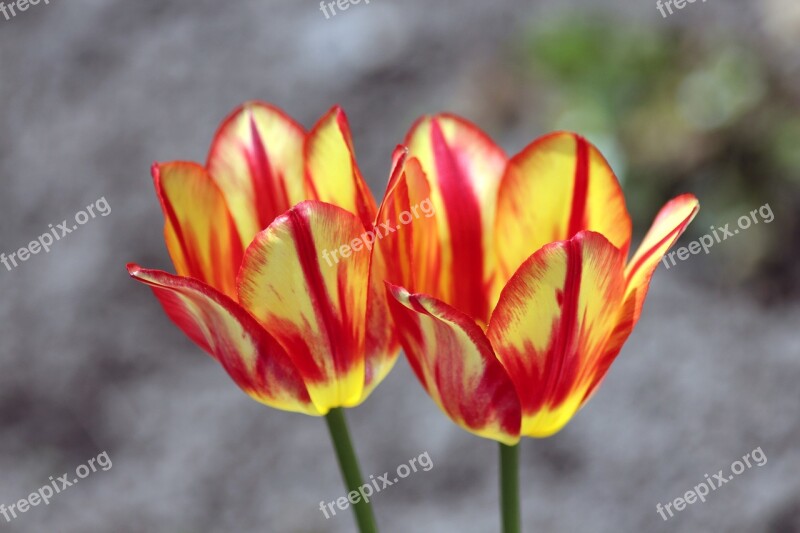 Tulips Flowers Handsomely Gray Background Garden Plants