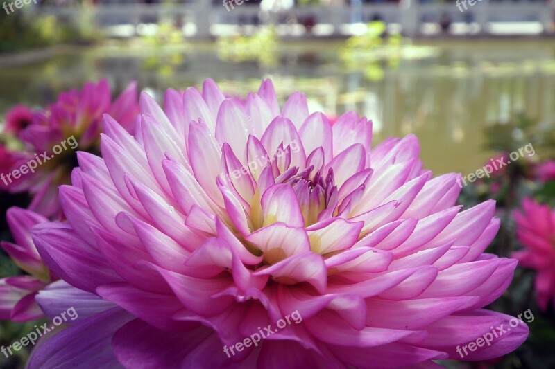 Flowers Chrysanthemum Macro Floriade Close Up