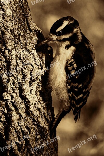 Great Spotted Woodpecker Bird Woodpecker Tree Animal Portrait