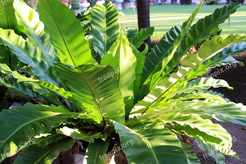 Fern Plant Nature Leaf Green