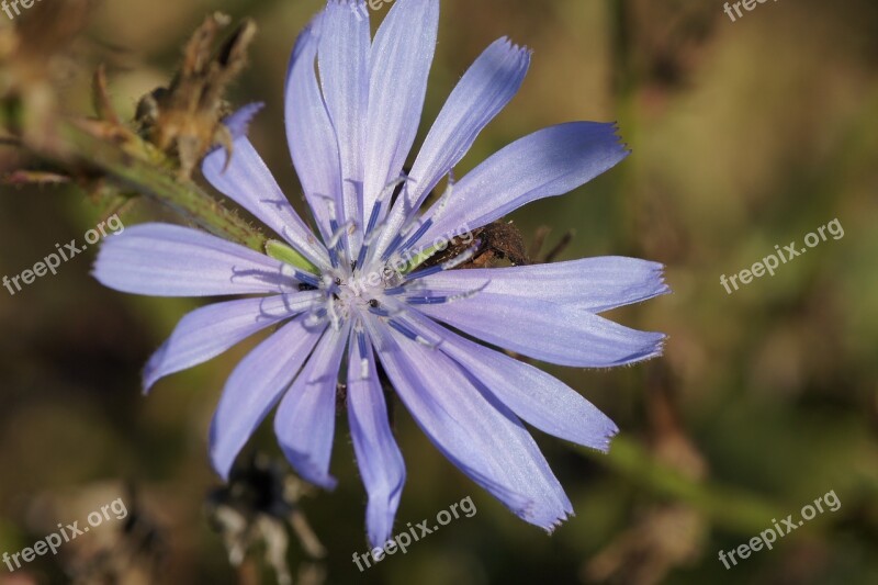 Chicory Blue Blossom Bloom Common Chicory