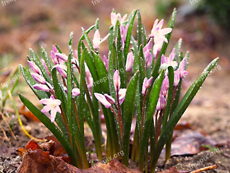 Flowers Spring Garden Nature Macro