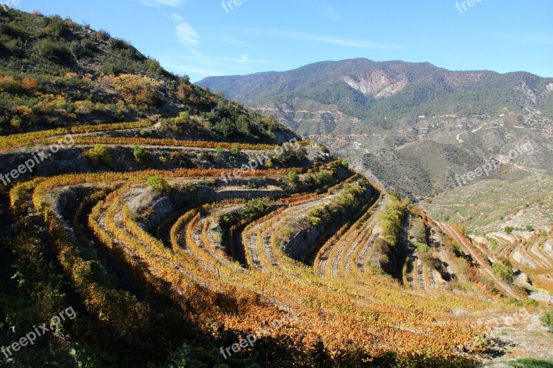 Troodos Pitsilia Winery Vineyard Vines