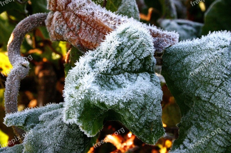 Snow Eiskristalle Leaves Cold Frost